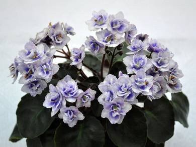 PersianLace2