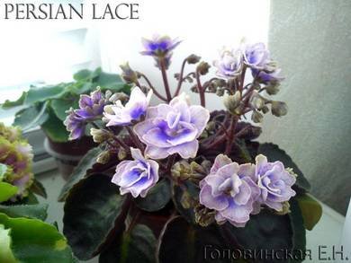 PersianLace5