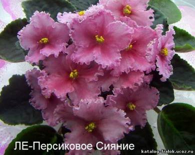 ПерсиковоеСияние2