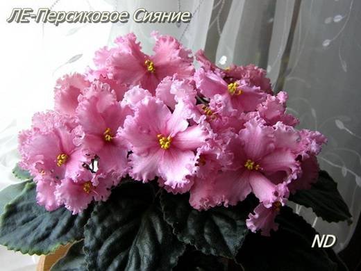 ПерсиковоеСияние5