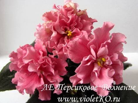 ПерсиковоеВолнение1