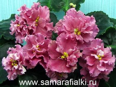 ПерсиковоеВолнение5