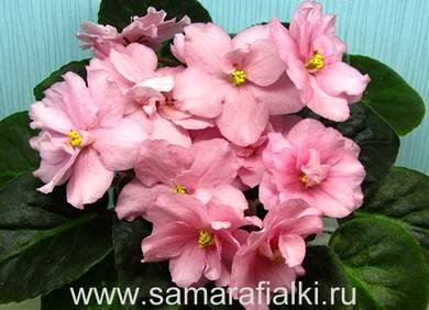 ПерсиковыйРай3