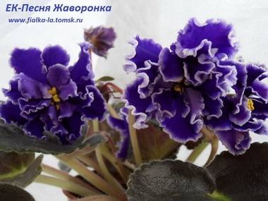 ПесняЖаворонка2
