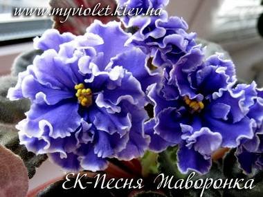 ПесняЖаворонка5