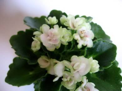 PetiteBlanche5