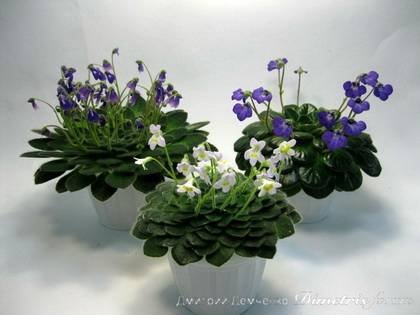 Petrocosmea7