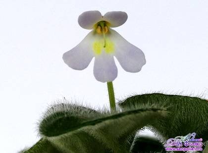 PetrocosmeaBarbata9