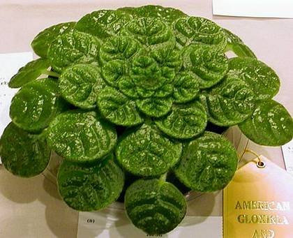 PetrocosmeaBegoniifolia9