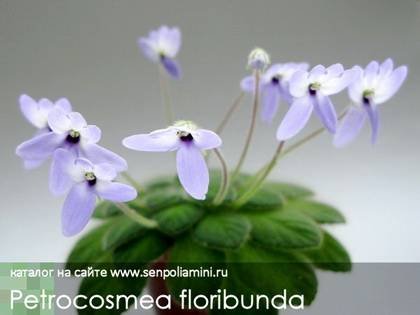 PetrocosmeaFloribunda9