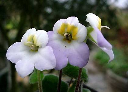 PetrocosmeaFormosa9