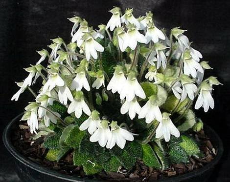 PetrocosmeaRosettifolia8