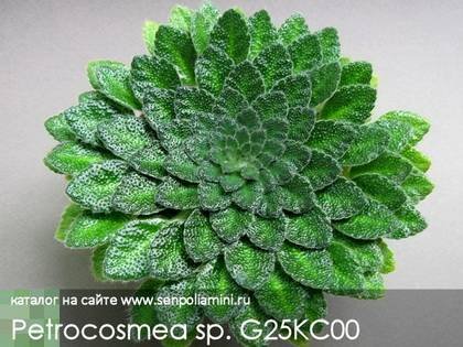 PetrocosmeaSp.G25KC00