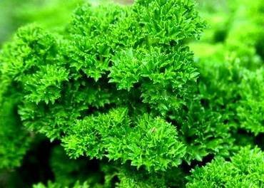 Petroselinum2