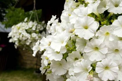 Petunia1
