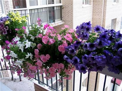 Petunia10