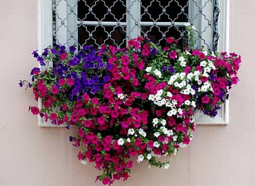 Petunia11