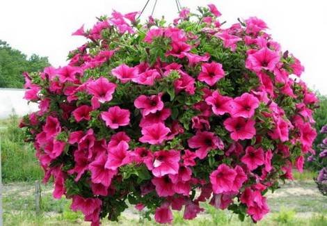 Petunia12