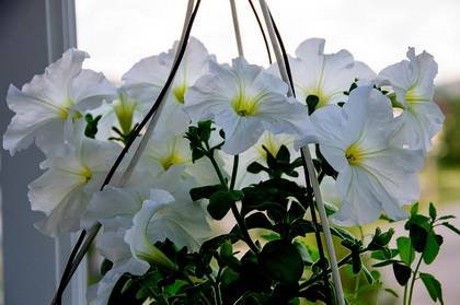 Petunia13