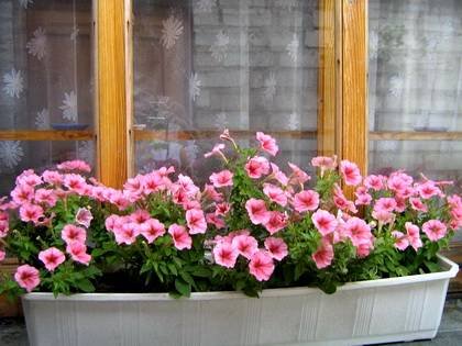 Petunia14