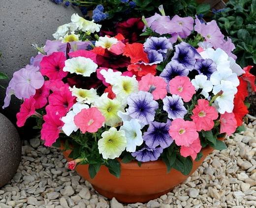 Petunia18