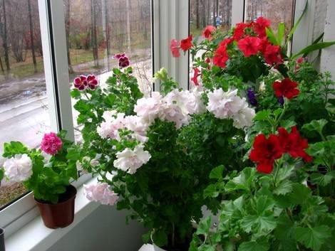 Petunia19