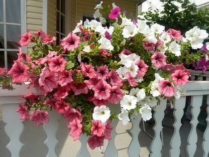 Petunia2