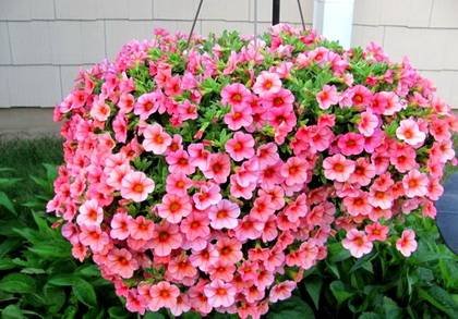 Petunia21