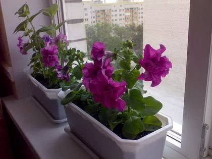 Petunia22