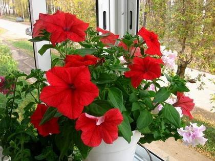 Petunia23