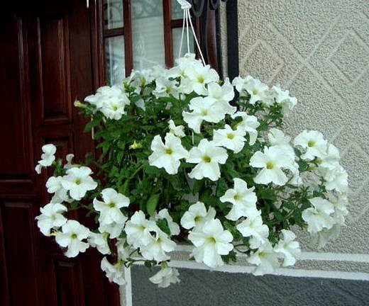 Petunia24