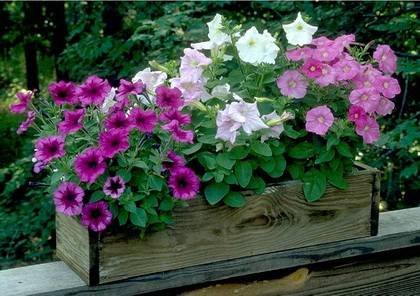 Petunia3