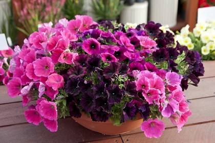 Petunia4