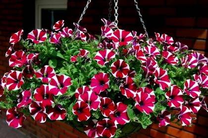 Petunia5