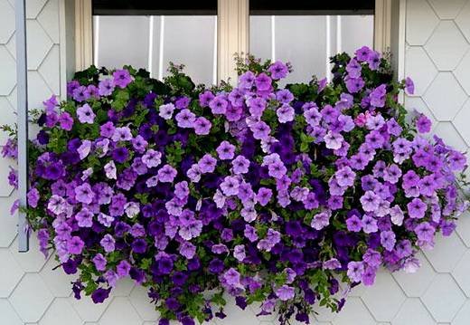 Petunia7