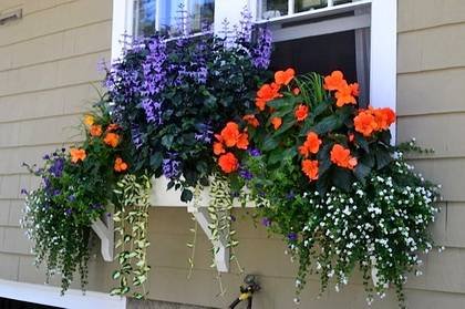 Petunia8