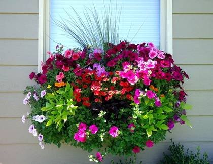 Petunia9