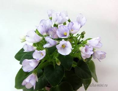 ПейзажВТумане4