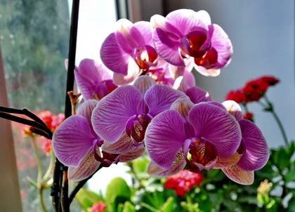 Phalaenopsis12
