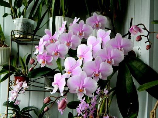 Phalaenopsis15