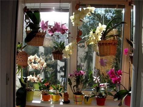 Phalaenopsis16