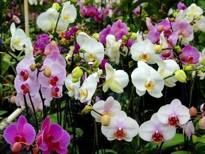 Phalaenopsis17