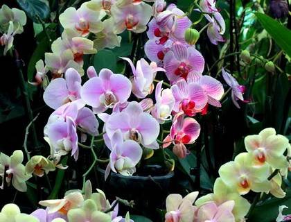 Phalaenopsis18