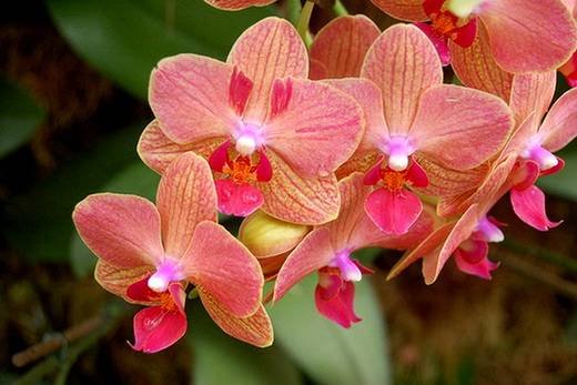 Phalaenopsis19
