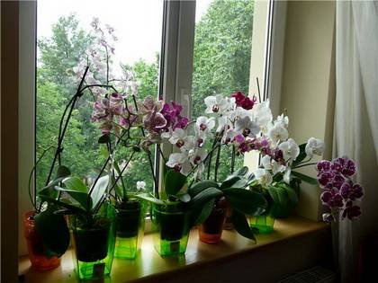 Phalaenopsis21