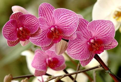 Phalaenopsis22