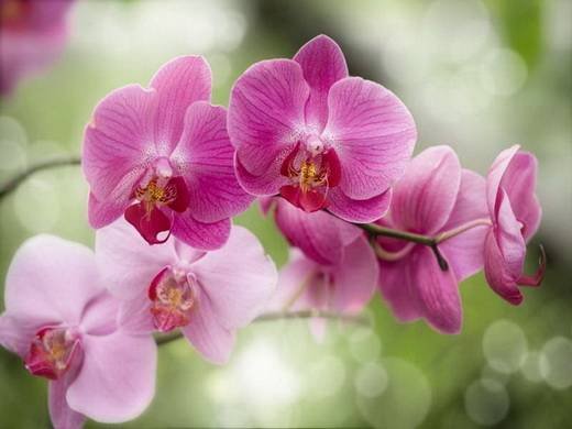 Phalaenopsis23