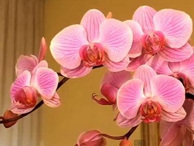 Phalaenopsis4