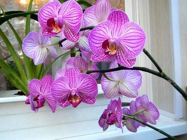 Phalaenopsis5