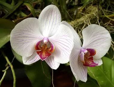 Phalaenopsis6